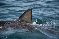copper shark by Pieter Firlefyn 